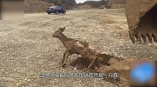 挖掘机工作时发现地面有动静 一铲子下去 挖出了一个不明生物