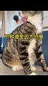哈哥：来试试我的土办法把猫妹你的病撞走吧！哈哥猫妹 小壳