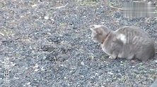 猫发现地底下的异动