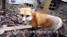 监控中狐狸仅花几秒钟就叼走农户的鸡，翻墙离开时，画面把人逗笑