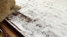 猫咪：下雪了，本猫要出去玩，到处都白白净净的从哪里下脚呢