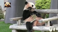 熊猫结浜舒坦地坐在椅子上，优哉游哉地吃着竹子，好乖好萌