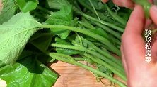 大厨教你做上汤南瓜苗，做法简单，清脆爽口，还有食疗作用