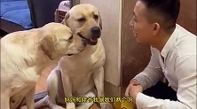 铲屎官问拉布拉多犬老四，如果他和妈妈同时掉到水里，问它先救谁