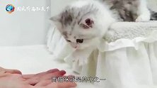 猫到底是固态还是液态诺贝尔奖得主给出答案，看完解开多年疑惑