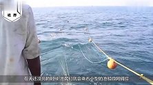 世界“最大”的拖网渔船，一次能捕捞三百多吨，简直是鱼类收割机