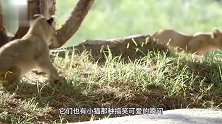 母狮带小狮子过马路，小狮子却对着汽车吼起来，母狮举动萌翻众人