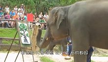 大象投三分球？本以为只是玩玩而已，结果不得不给他鼓掌！