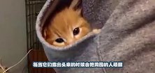 一只猫咪躺在娃娃机里睡觉，小哥看到后抓猫，猫咪却十分淡定