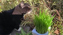 猫咪啃起草来了