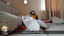 鹦鹉强项拆仓鼠的家，幸亏宠主保护得快，不然仓鼠将会是它的美餐
