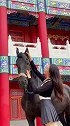 我假装走不动了没想到飓风居然这么暖心……飓风呀 马 动物图鉴