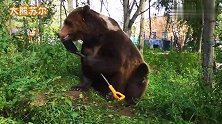 家养大棕熊帮俄罗斯人铲地，这也太卖力啦
