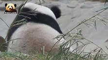 熊猫香香的爸爸英俊帅气让人印象深刻，两只大耳朵格外抢镜