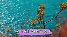 冰心：一朵白蔷薇，朦胧的情感淡淡的忧伤，太美