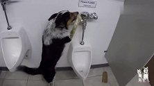 狗子成精了！知道上小便池小便，用完还不忘冲水