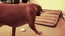 狗狗看着睡觉的猫咪，想要接近，终于迈出了勇敢的一步！