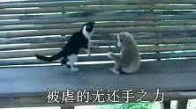 欠揍猴子欺负猫咪，这只猫非常霸气，猴子被一击必杀，看着真痛苦