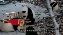 继熊猫叉腰之后，熊猫宝宝求抱抱又火了，镜头记录下全过程