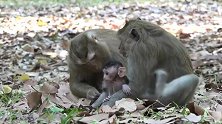 公爵夫人又生了一个新孩子，夫人成熟了不少，小猴子应该会很幸福