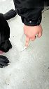 狗子：今天我一定要把这鱼吃到！