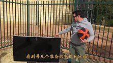 200公斤铁球从45米落下，砸到冰箱会怎样？网友：有钱任性！