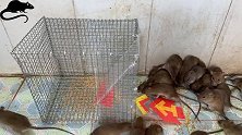 灭鼠最佳方法！大师用铁笼做陷阱，一抓抓一窝！