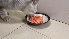 猫咪目不转睛地盯着三文鱼，这是又馋了啊，看见好吃的眼睛就直了