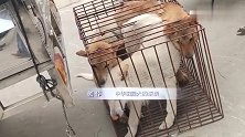 4条土猎狗被装进笼子就打架，出现狗贩子后一秒让狗安静