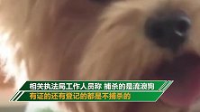 湖北一小区公告称要捕杀流浪狗 城管局：捕杀未开始