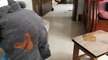 15个月宝宝上演在家憋疯了的状态，垃圾桶都找不到，坚决不出门