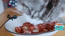 帅气的缅因猫来袭，主人表示它很挑食，医生：吃肉还挑食