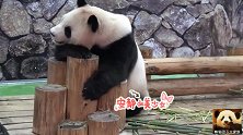 熊猫良浜最喜欢趴在木桩上“思考熊生哲学”，一脸呆萌超可爱