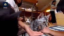 日本猫咪咖啡馆，专门收养流浪猫