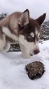 西伯利亚狼！第一次见雪！一脸懵逼的眼神二哈 哈士奇