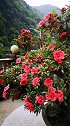 红万重杜鹃