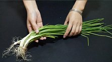 香葱不可直接放冰箱冷藏，学会这招，放一年依旧新鲜，太实用了