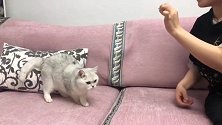 我是一个猫，你让我学握手