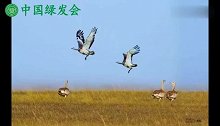 中国大鸨保护地长垣，共同保护濒危大鸟