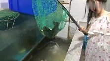网红大足美食系列——刘三姐鲫鱼