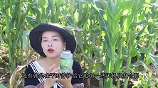 难怪施肥给玉米没有效果，这步你们都做错了？赶紧看看