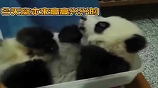 熊猫： 这体重秤把本宝宝的自尊都丢光了