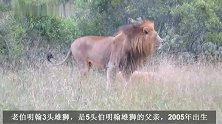 老伯明翰雄狮联盟：最让人同情的狮王，三兄弟均被有偿狩猎，悲哀