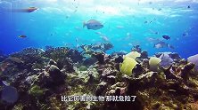 这种生物雌雄同体，是海龟最大天敌，一旦被它寄生下场只有等死！