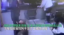 阿拉斯加被甩出车外主人浑然不知，狗子马路中间一脸懵被民警救走