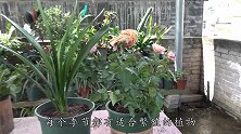 这几种花适合在秋冬扦插，现在扦插几盆留个备份，不会全军覆没