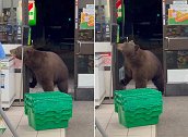 美国：一只熊推门走进便利店并使用洗手液，吓坏店员