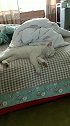 猫：别唠唠叨叨的，我在睡觉呢！