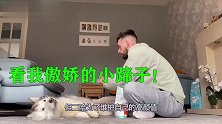 宝爸拿推子要给二哈脱毛，二哈立马警惕连连后退，狗：有话好好说