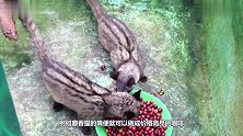 世界上最贵的“便便”一公斤价值500万，捡一坨秒变百万富翁